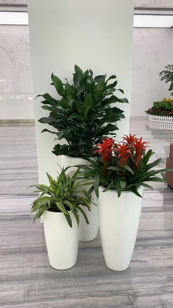 室內(nèi)擺放綠植 健康與美學(xué)的雙贏選擇——無(wú)錫綠植租賃服務(wù)解析