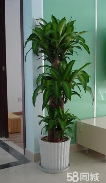 上海辦公室植物租賃、綠植養護、室內花卉租擺、種類全