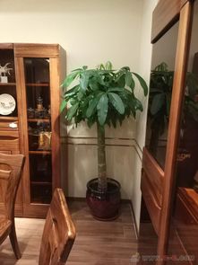 綠色辦公新風尚 沈陽綠植租擺，為您的空間注入生機