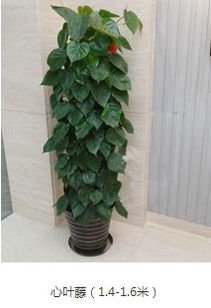 圖 成都西門武侯區,青羊區 綠植租賃,花園設計施工 成都鮮花綠植
